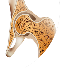 Bone Formation